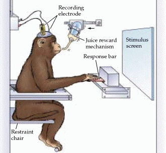 'A monkey attached to a machine.'